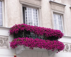 Балкон в цветах